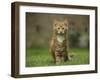 Portrait of a Ginger Kitten on Grass-Mark Taylor-Framed Photographic Print