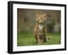 Portrait of a Ginger Kitten on Grass-Mark Taylor-Framed Photographic Print