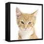 Portrait of a Ginger Kitten-Mark Taylor-Framed Stretched Canvas