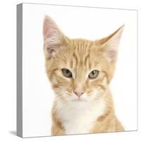 Portrait of a Ginger Kitten-Mark Taylor-Stretched Canvas