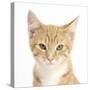 Portrait of a Ginger Kitten-Mark Taylor-Stretched Canvas