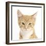 Portrait of a Ginger Kitten-Mark Taylor-Framed Photographic Print