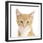 Portrait of a Ginger Kitten-Mark Taylor-Framed Photographic Print