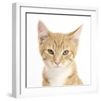 Portrait of a Ginger Kitten-Mark Taylor-Framed Photographic Print