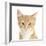 Portrait of a Ginger Kitten-Mark Taylor-Framed Photographic Print