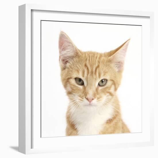 Portrait of a Ginger Kitten-Mark Taylor-Framed Photographic Print