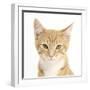 Portrait of a Ginger Kitten-Mark Taylor-Framed Photographic Print