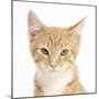 Portrait of a Ginger Kitten-Mark Taylor-Mounted Photographic Print