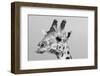 Portrait of a giraffe, Giraffa camelopardalis, Tsavo, Kenya.-Sergio Pitamitz-Framed Photographic Print