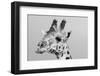 Portrait of a giraffe, Giraffa camelopardalis, Tsavo, Kenya.-Sergio Pitamitz-Framed Photographic Print