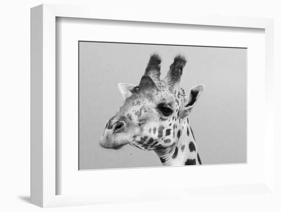 Portrait of a giraffe, Giraffa camelopardalis, Tsavo, Kenya.-Sergio Pitamitz-Framed Photographic Print