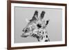 Portrait of a giraffe, Giraffa camelopardalis, Tsavo, Kenya.-Sergio Pitamitz-Framed Photographic Print