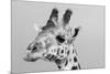 Portrait of a giraffe, Giraffa camelopardalis, Tsavo, Kenya.-Sergio Pitamitz-Mounted Photographic Print