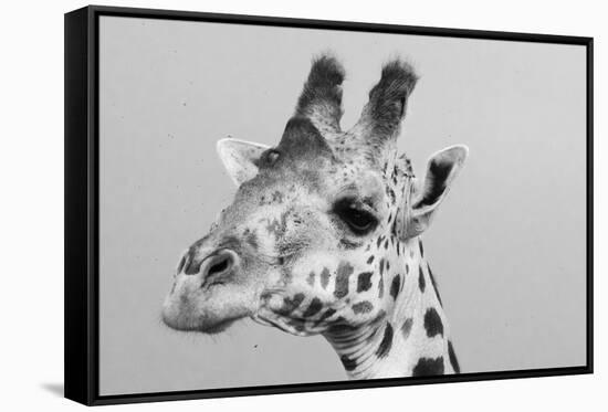 Portrait of a giraffe, Giraffa camelopardalis, Tsavo, Kenya.-Sergio Pitamitz-Framed Stretched Canvas