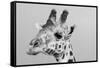 Portrait of a giraffe, Giraffa camelopardalis, Tsavo, Kenya.-Sergio Pitamitz-Framed Stretched Canvas