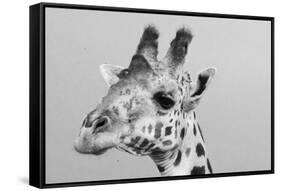 Portrait of a giraffe, Giraffa camelopardalis, Tsavo, Kenya.-Sergio Pitamitz-Framed Stretched Canvas