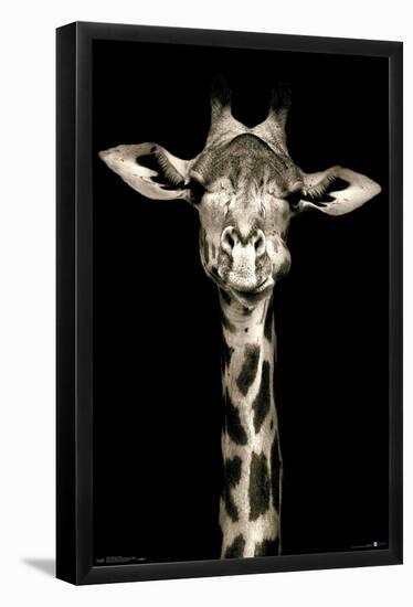 Portrait of a Giraffe-Trends International-Framed Poster