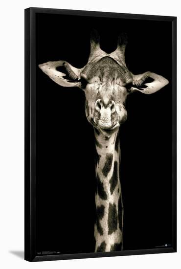 Portrait of a Giraffe-Trends International-Framed Poster