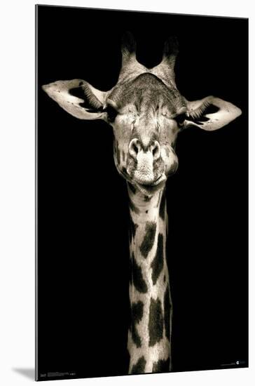 Portrait of a Giraffe-Trends International-Mounted Poster