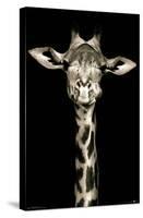 Portrait of a Giraffe-Trends International-Stretched Canvas