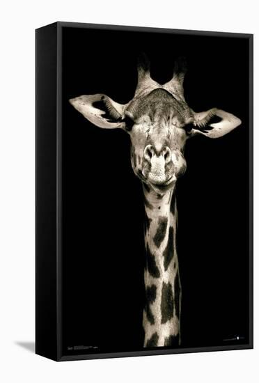 Portrait of a Giraffe-Trends International-Framed Stretched Canvas