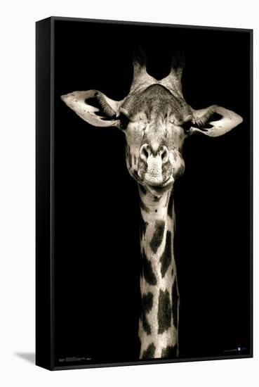 Portrait of a Giraffe-Trends International-Framed Stretched Canvas