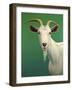 Portrait of a Goat-James W. Johnson-Framed Giclee Print