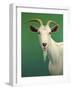 Portrait of a Goat-James W. Johnson-Framed Giclee Print