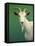 Portrait of a Goat-James W. Johnson-Framed Stretched Canvas