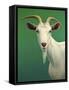 Portrait of a Goat-James W. Johnson-Framed Stretched Canvas