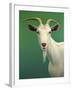 Portrait of a Goat-James W. Johnson-Framed Giclee Print