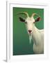 Portrait of a Goat-James W. Johnson-Framed Giclee Print