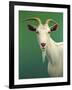 Portrait of a Goat-James W. Johnson-Framed Giclee Print