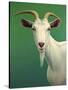 Portrait of a Goat-James W. Johnson-Stretched Canvas