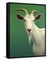 Portrait of a Goat-James W. Johnson-Framed Stretched Canvas