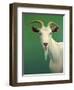 Portrait of a Goat-James W. Johnson-Framed Giclee Print