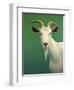 Portrait of a Goat-James W. Johnson-Framed Giclee Print