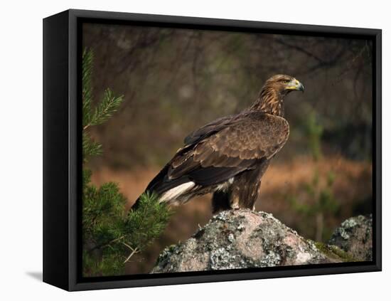 Portrait of a Golden Eagle, Highlands, Scotland, United Kingdom, Europe-Rainford Roy-Framed Stretched Canvas