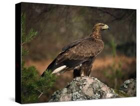Portrait of a Golden Eagle, Highlands, Scotland, United Kingdom, Europe-Rainford Roy-Stretched Canvas