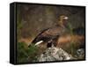 Portrait of a Golden Eagle, Highlands, Scotland, United Kingdom, Europe-Rainford Roy-Framed Stretched Canvas