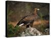 Portrait of a Golden Eagle, Highlands, Scotland, United Kingdom, Europe-Rainford Roy-Stretched Canvas