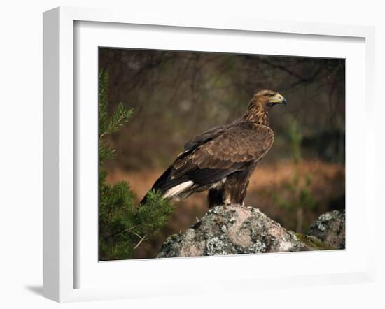 Portrait of a Golden Eagle, Highlands, Scotland, United Kingdom, Europe-Rainford Roy-Framed Photographic Print
