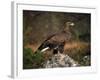 Portrait of a Golden Eagle, Highlands, Scotland, United Kingdom, Europe-Rainford Roy-Framed Photographic Print