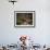 Portrait of a Golden Eagle, Highlands, Scotland, United Kingdom, Europe-Rainford Roy-Framed Photographic Print displayed on a wall