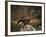 Portrait of a Golden Eagle, Highlands, Scotland, United Kingdom, Europe-Rainford Roy-Framed Photographic Print