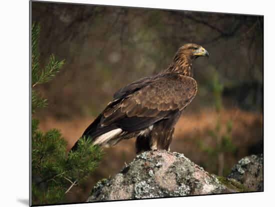 Portrait of a Golden Eagle, Highlands, Scotland, United Kingdom, Europe-Rainford Roy-Mounted Photographic Print