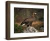 Portrait of a Golden Eagle, Highlands, Scotland, United Kingdom, Europe-Rainford Roy-Framed Photographic Print