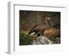 Portrait of a Golden Eagle, Highlands, Scotland, United Kingdom, Europe-Rainford Roy-Framed Photographic Print