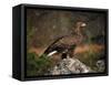 Portrait of a Golden Eagle, Highlands, Scotland, United Kingdom, Europe-Rainford Roy-Framed Stretched Canvas