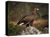 Portrait of a Golden Eagle, Highlands, Scotland, United Kingdom, Europe-Rainford Roy-Stretched Canvas